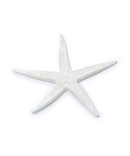 スモールヒトデ