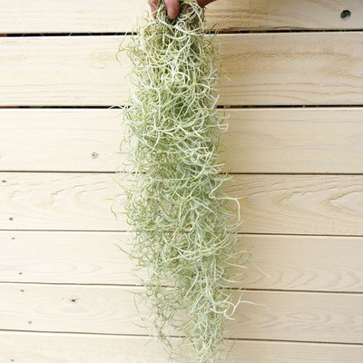 エアープランツ ウスネオイデス