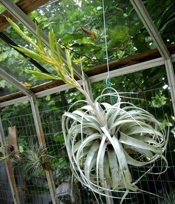 アプランツキセログラフィカ