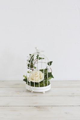 バードゲージホワイト(バニラ小)