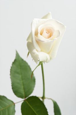 ホワイトサクセス