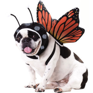 ハロウィン プレゼント ハロウィーン なりきり 犬服 ハロウィン コスプレ 衣装 蝶 ちょうちょ 