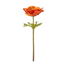 ポピー オレンジ