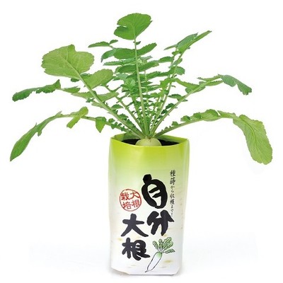 【栽培キット】自分大根