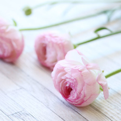 ラナンキュラス　ピンク