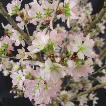 啓翁桜 ご家庭用10本(60-70cm)