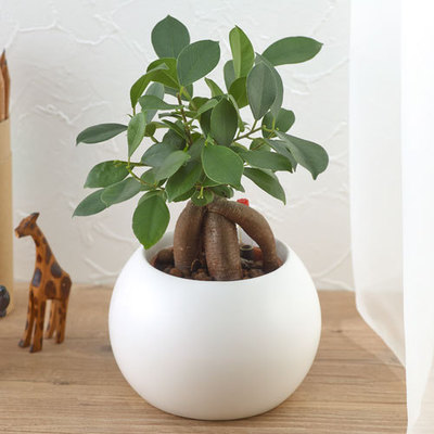 お手入れかんたん観葉植物「人参ガジュマル（ホワイト）」