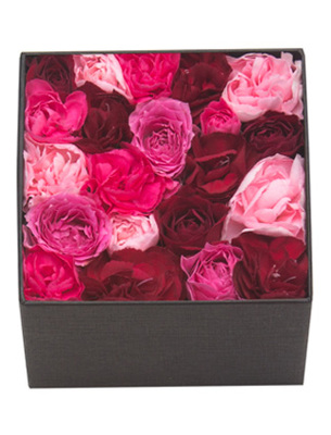 ピンク ダーリン