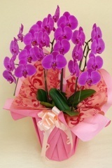 オズオーキッドさんの胡蝶蘭3本立ち　ピンク