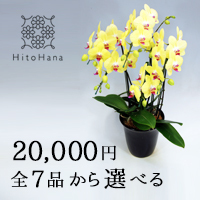 中大輪胡蝶蘭(コチョウラン)豪華5本立ち！