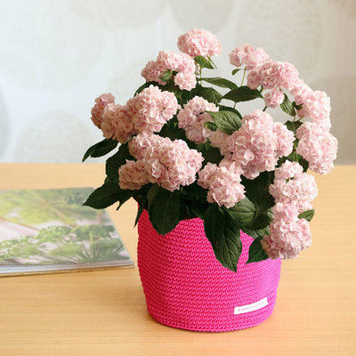 【母の日】鉢アジサイ＊伊予獅子てまり5寸