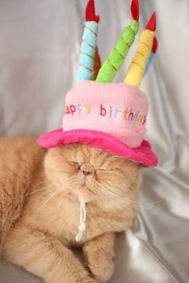 バースデー ハット 犬 猫 誕生日 かわいいペット変身グッズ